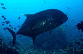 Komodo 2016 - Giant Trevally - Carangue a grosse tete - Caranx ignobilis - IMG_6783_rc